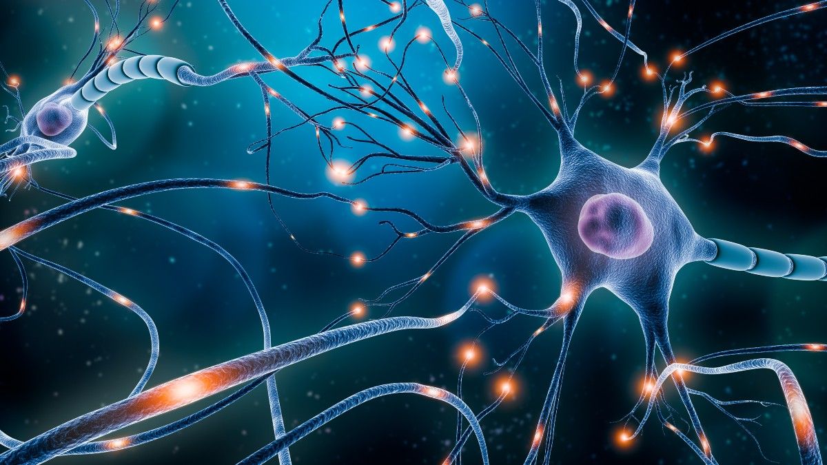 Nervous system